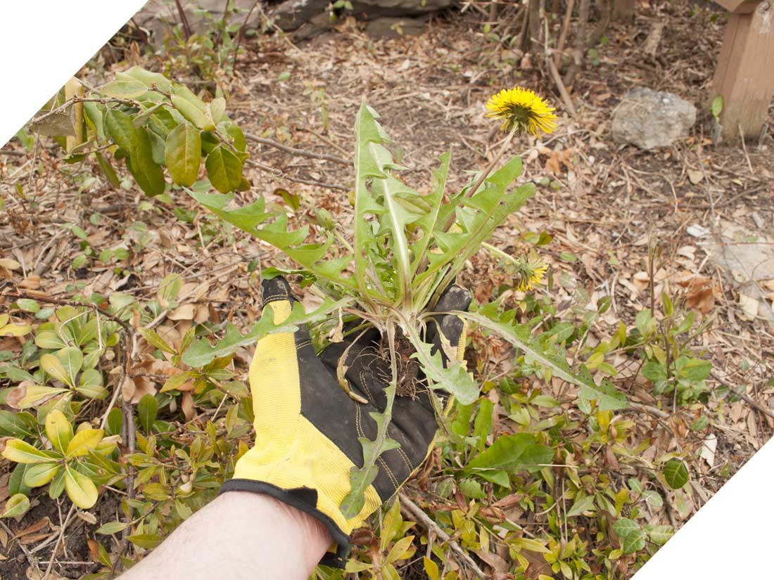 Dunne’s Garden Service & Maintenance weed control
